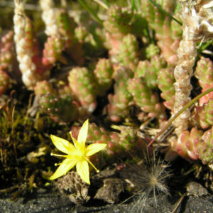 Scharfer Mauerpfeffer Sedum arce 08