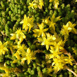 Scharfer Mauerpfeffer Sedum arce 09