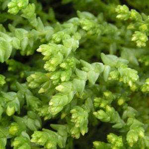 Scharfer Mauerpfeffer Sedum arce 10