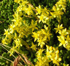 Scharfer Mauerpfeffer Sedum arce 11