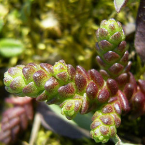 Scharfer Mauerpfeffer Sedum arce 12