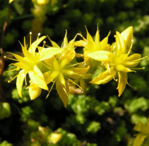 Scharfer Mauerpfeffer Sedum arce 15