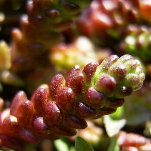 Scharfer Mauerpfeffer Sedum arce 16