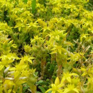 Scharfer Mauerpfeffer Sedum arce 18