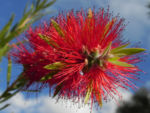 Bild:  Scharlachmyrte Busch Blüte rot Kunzea baxteri