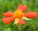 Zurück zum kompletten Bilderset Scharlachrote Nelkenwurz Blüte orange Geum coccineum