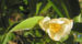 Zurück zum kompletten Bilderset Japanische Scheinkamelie Blüte weißlich Stewartia pseudocamellia