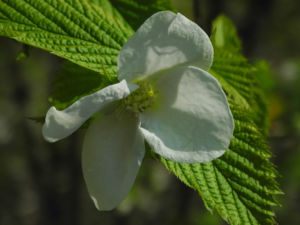 Scheinkerrie Jabukistrauch Bluete weiss Rhodotypos scandens 05