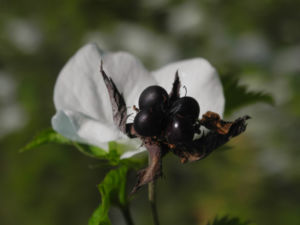 Scheinkerrie Jabukistrauch Bluete weiss Rhodotypos scandens 15