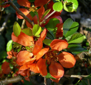 Scheinquitte Bluete rot Chaenomeles speciosa 09