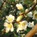 Zurück zum kompletten Bilderset Scheinquitte Zierquitte Blüte weiß Chaenomeles speciosa