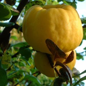 Scheinquitte gelbe Frucht Chaenomeles speciosa 02