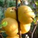 Zurück zum kompletten Bilderset Scheinquitte Frucht gelb Chaenomeles speciosa