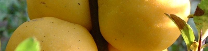 Anklicken um das ganze Bild zu sehen  Scheinquitte Frucht gelb Chaenomeles speciosa