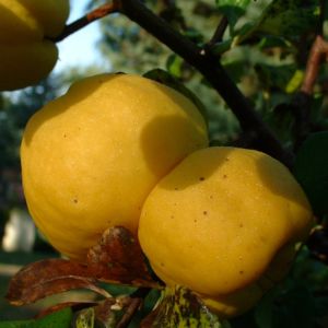 Scheinquitte gelbe Frucht Chaenomeles speciosa 04