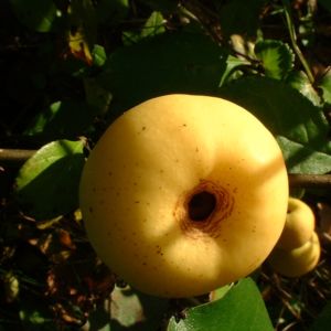 Scheinquitte gelbe Frucht Chaenomeles speciosa 05