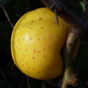 Scheinquitte gelbe Frucht Chaenomeles speciosa 07