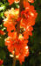 Zurück zum kompletten Bilderset Scheinquitte Zierquitte Blüte rot Chaenomeles japonica