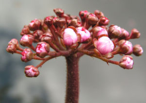 Schildblatt Bluete rose Darmera peltata 06