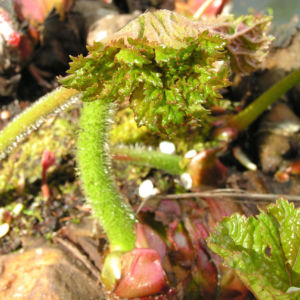 Schildblatt Bluete rose Darmera peltata 08