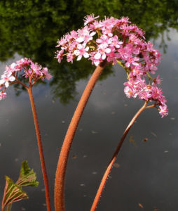 Schildblatt Bluete rose Darmera peltata 10