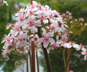 Schildblatt Bluete rose Darmera peltata 11