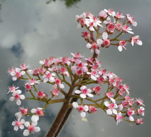 Schildblatt Bluete rose Darmera peltata 13