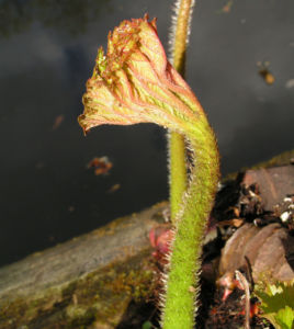 Schildblatt Bluete rose Darmera peltata 14