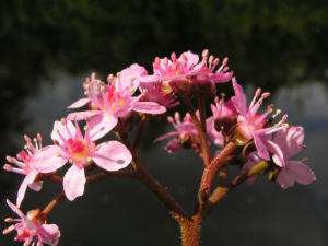 Schildblatt Bluete rose Darmera peltata 16