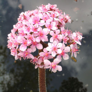 Schildblatt Bluete rose Darmera peltata 17