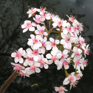 Schildblatt Bluete rose Darmera peltata 18