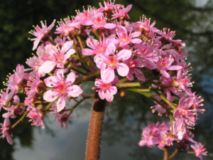 Schildblatt Bluete rose Darmera peltata 19