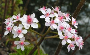 Schildblatt Bluete rose Darmera peltata 20