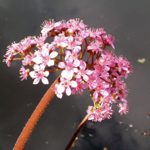 Schildblatt Bluete rose Darmera peltata 21