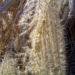 Zurück zum kompletten Bilderset Schilfrohr Samenrispe silbrig Phragmites australis