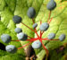 Zurück zum kompletten Bilderset Schirmblatt Beere blau Diphylleia cymosa