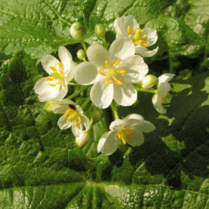 Schirmblatt Bluete weiss Diphylleia cymosa 01