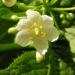 Zurück zum kompletten Bilderset Schirmblatt Blüte weiß Diphylleia cymosa