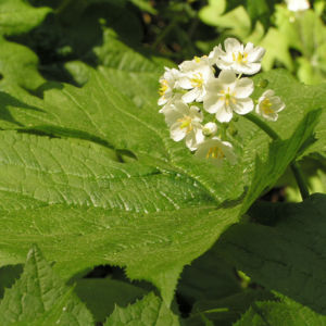 Schirmblatt Bluete weiss Diphylleia cymosa 05