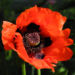 Zurück zum kompletten Bilderset Schlafmohn Blüte rot Papaver somniferum