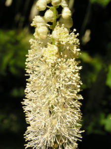 Schlangenwurz Bluetendolden weiss Cimicifuga rubifolia 09