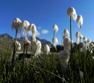 Schlankes Wollgras Bluete weiss Eriophorum gracile 08