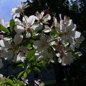 Schlehe Schwarzdorn Bluete Prunus spinosa 01