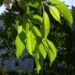 Zurück zum kompletten Bilderset Schlehe Schwarzdorn Blüte weiß Prunus spinosa