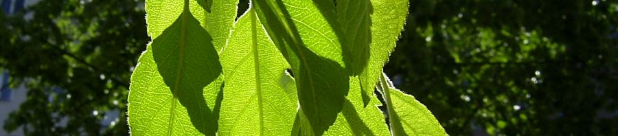 Anklicken um das ganze Bild zu sehen  Schlehe Schwarzdorn Blüte weiß Prunus spinosa