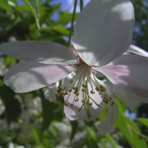 Schlehe Schwarzdorn Bluete Prunus spinosa 03