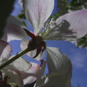 Schlehe Schwarzdorn Bluete Prunus spinosa 04
