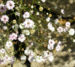 Zurück zum kompletten Bilderset Schleierkraut Blüte weiß - Gypsophila pacifica
