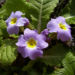 Zurück zum kompletten Bilderset Schlüsselblume stängellos Blüte lila Primula vulgaris