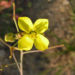 Zurück zum kompletten Bilderset Schmalblättriger Doppelsame Blüte gelb - Diplotaxis tenuifolia